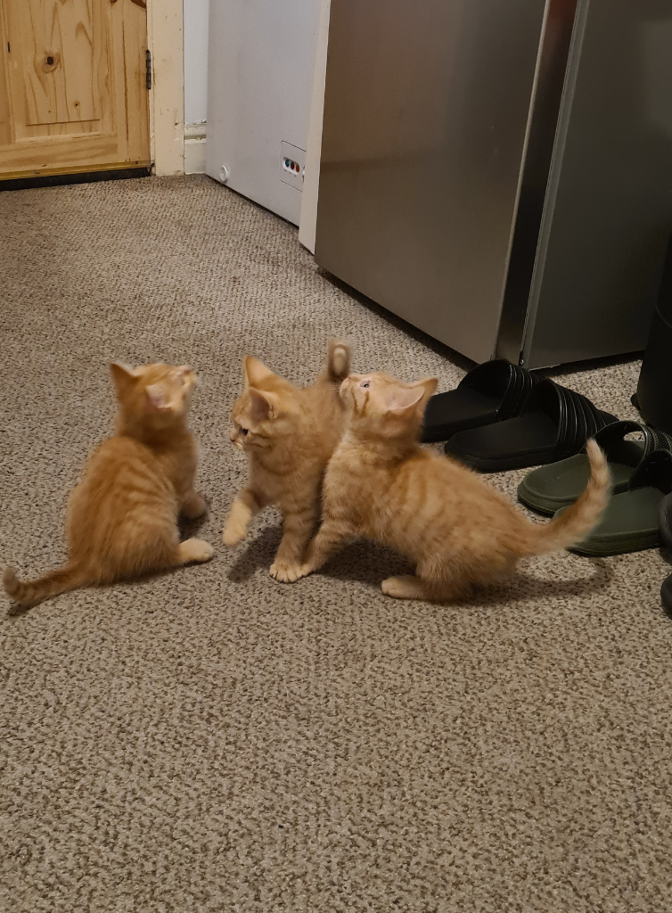 3 FULLY ginger kittens  (1 rare female & 2 males)