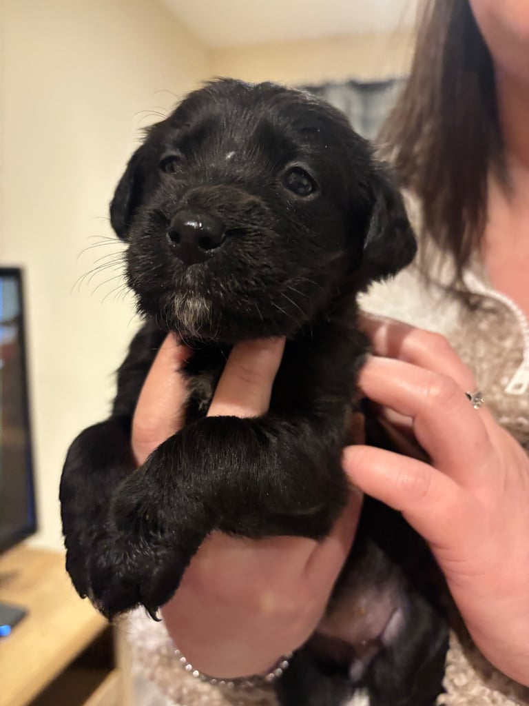 Lab/cockapoo puppies for sale