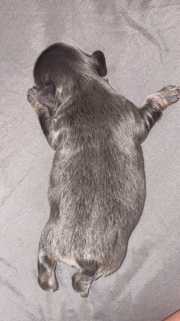 1 week old fluffy French bulldogs 