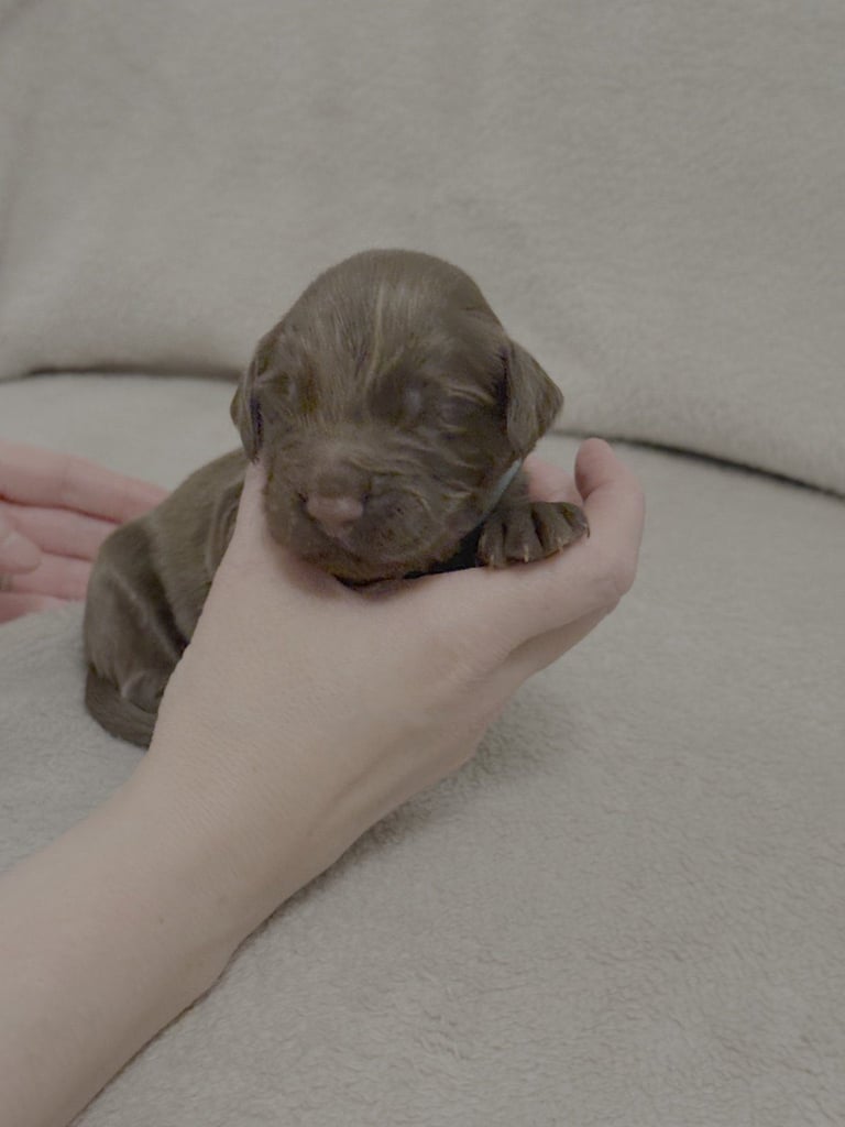 Cocker spaniel puppies for sale