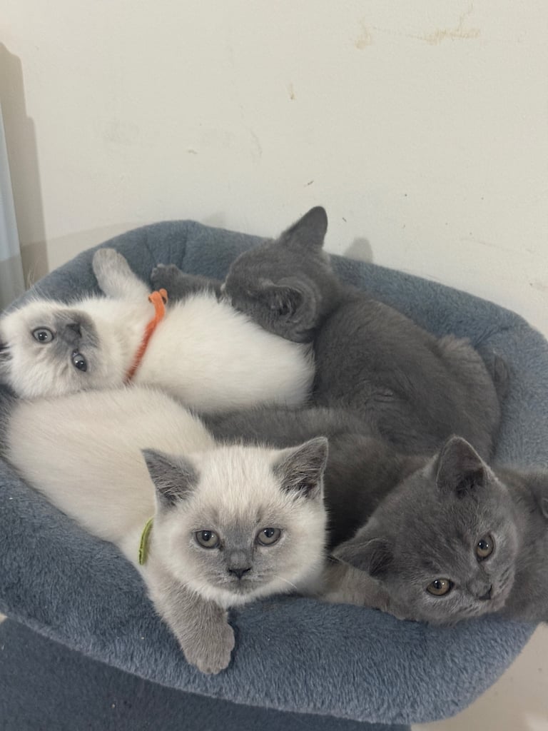 British Shorthair Kittens: 2 Blue Boys, 3 Colourpoint (2 Girls, 1 Boy) – Ready for Their New Homes