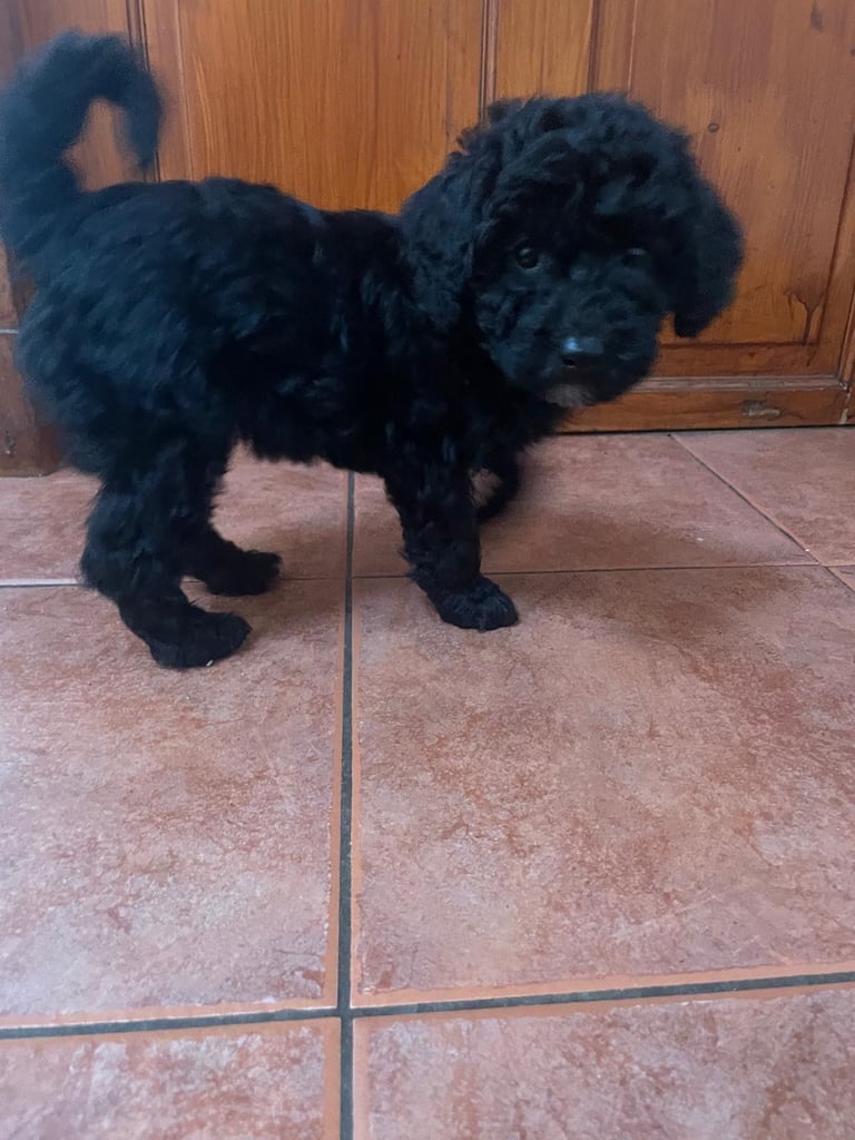 Toy poodle puppies 