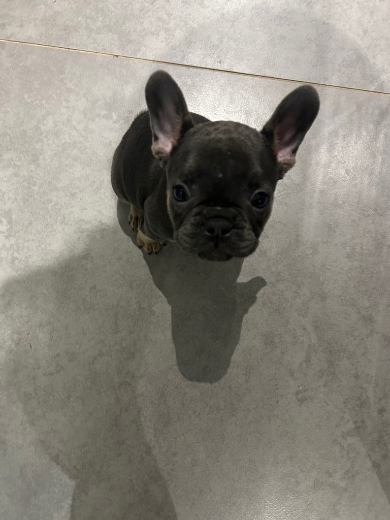 Full pedigree french bulldog Puppy (one left)