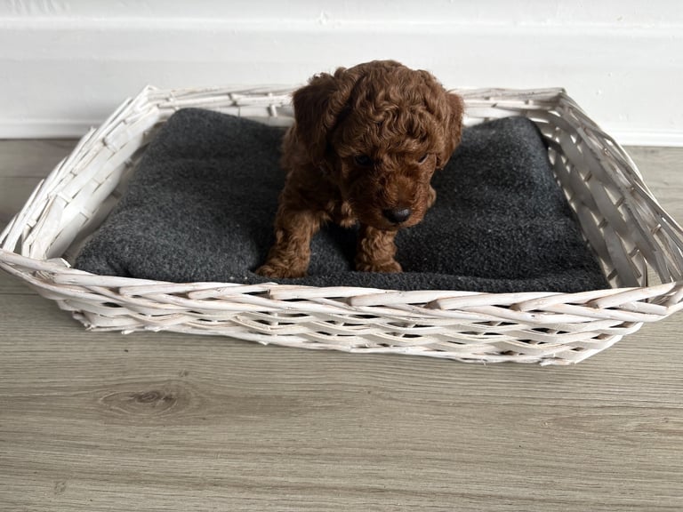 Poochons puppies 