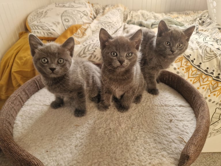 Kittens For Sale