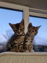 Two lovely tabby kittens 