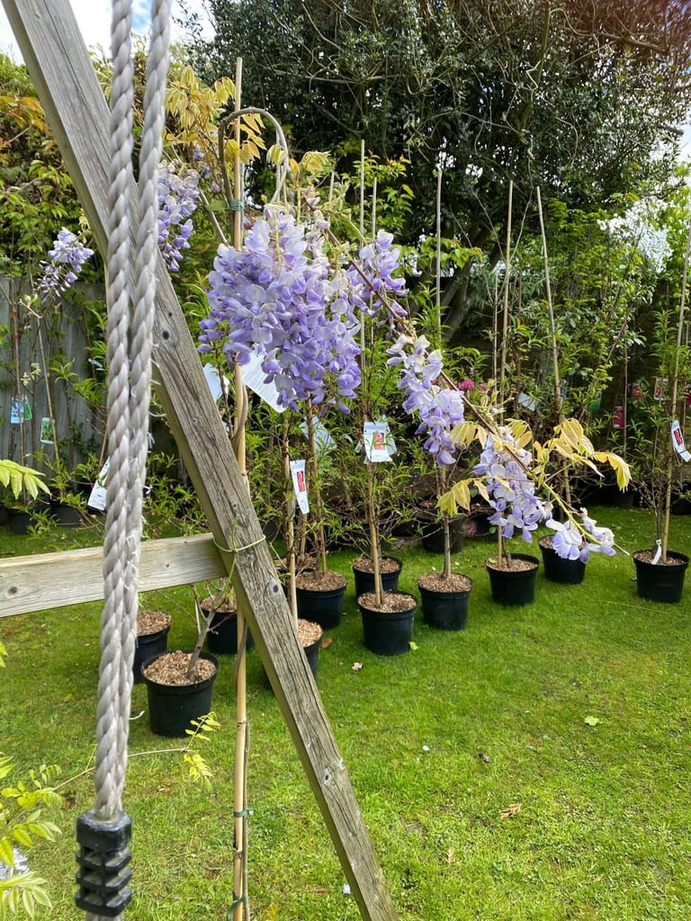 image for NEED GONE ASAP. MUST HAVE 30 OF THEM. Wisterias established on Bamboo frames.