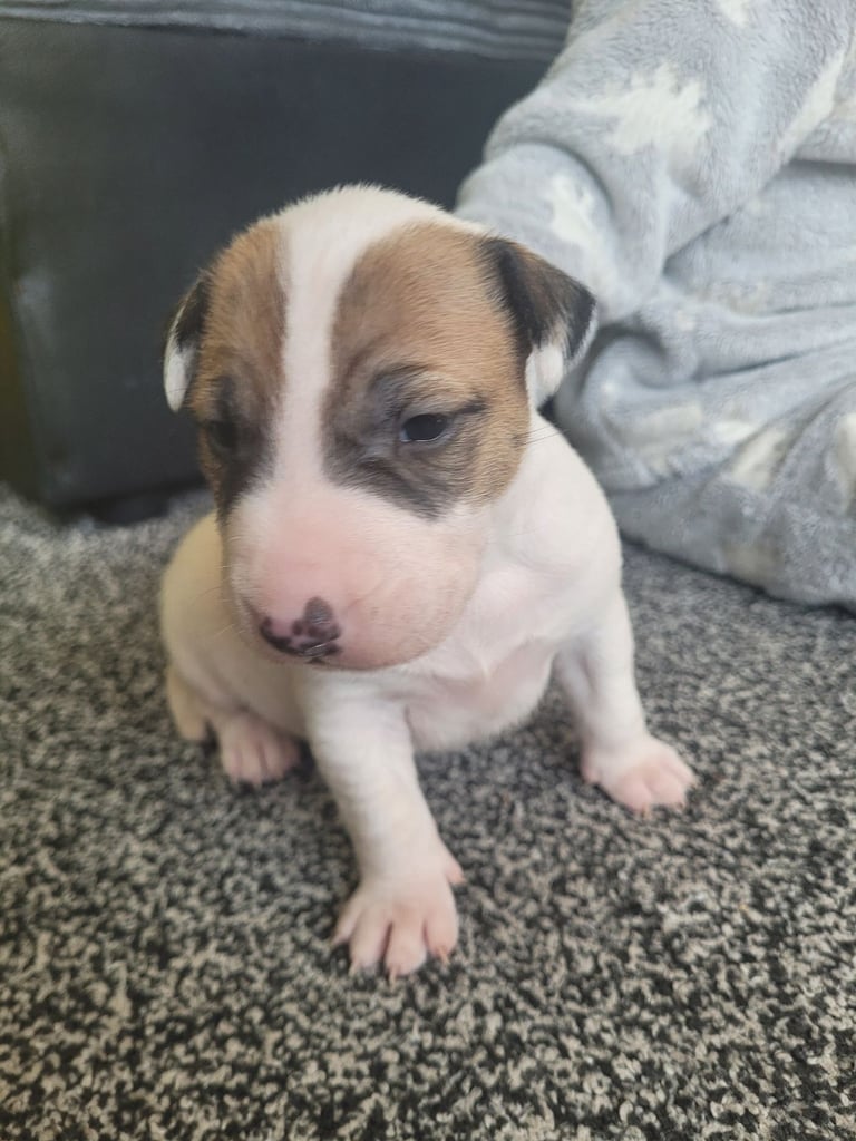 English bull terrier cross pups 