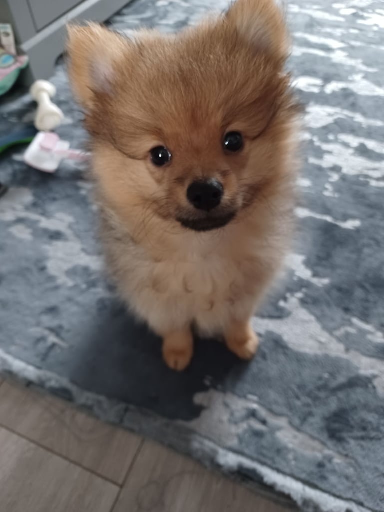 Pomeranian puppy