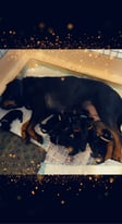 Rottweiler puppies looking for their forever homes 