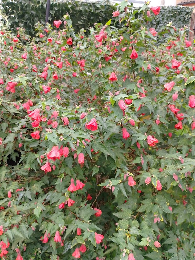 Wisteria tree and red flower bush 