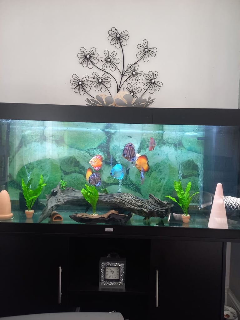 5ft juwel full set up