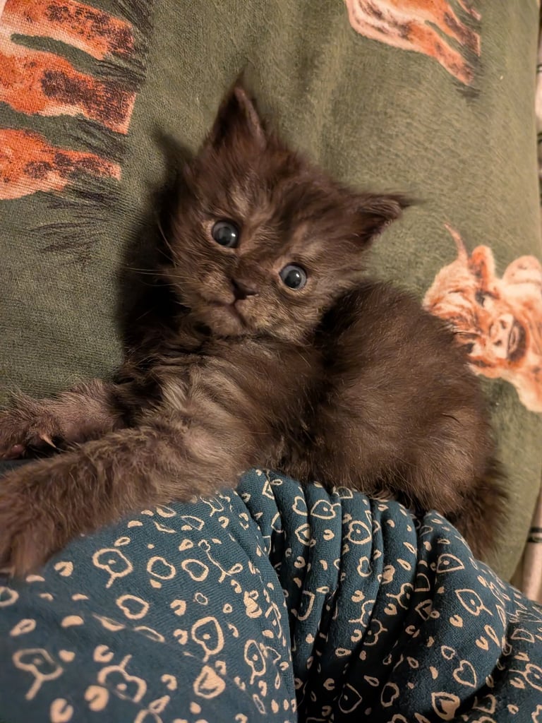 image for Male Kitten for sale 