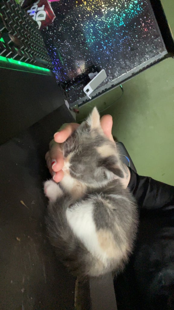 White, dilute calico kittens ready to go