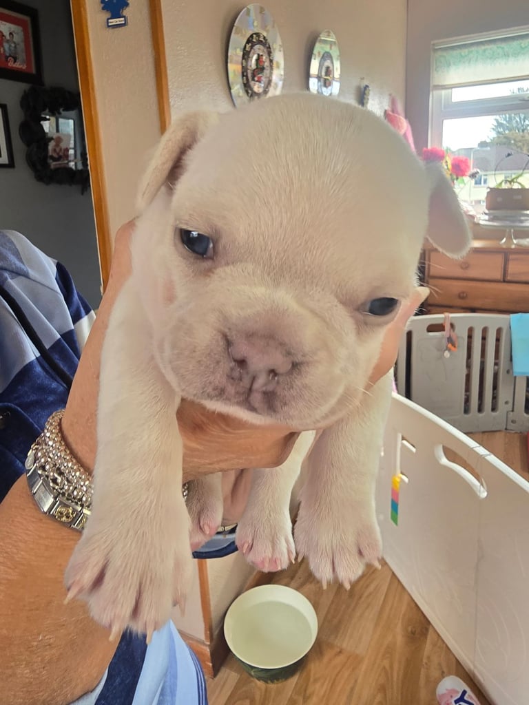 ONE STUNNING FULL PEDIGREE Frenchie PUP LEFT NOW. 