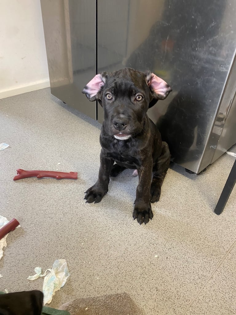 Beautiful 12-Week-Old Cane Corso Puppies Ready for Their New Homes