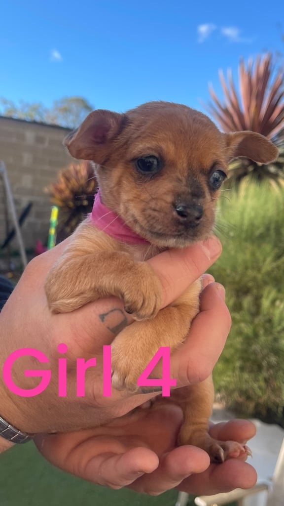 image for Jack Russel puppies