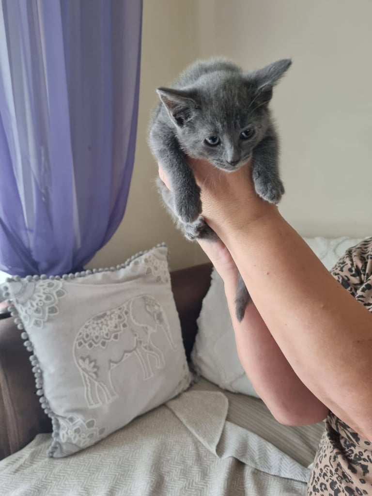 Mixed breed kittens 