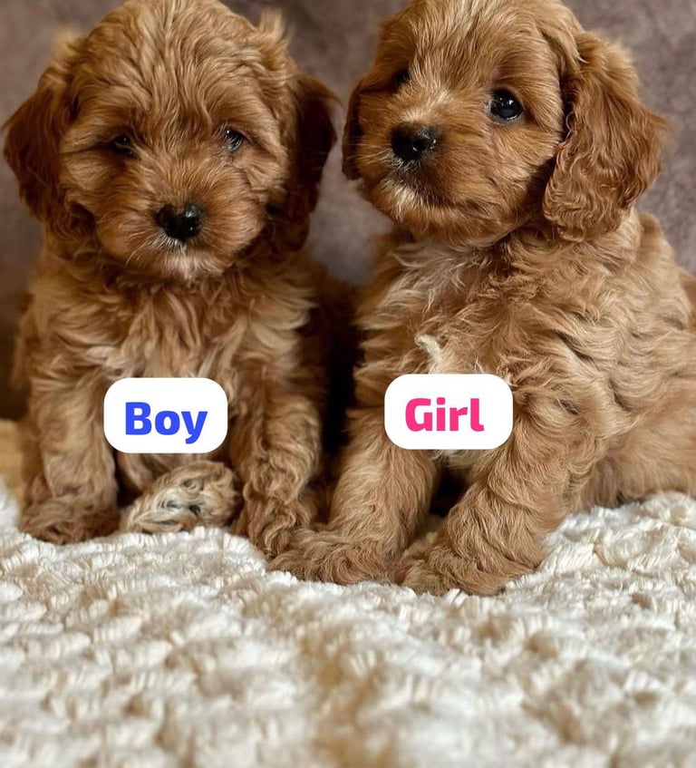 Cockapoo pups now available 