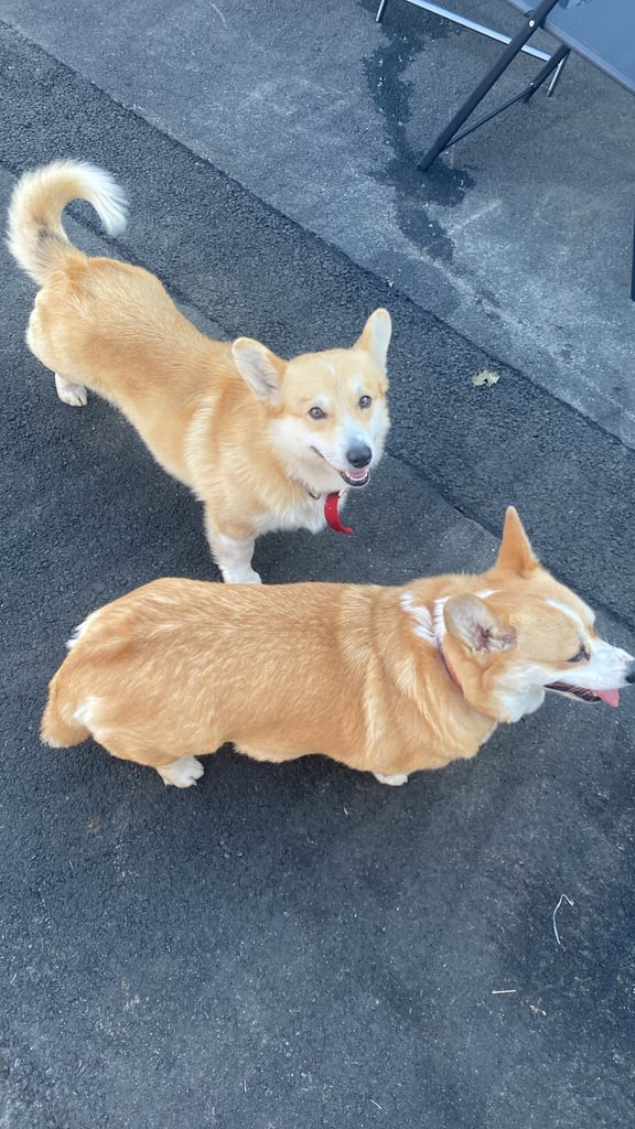 Corgis 