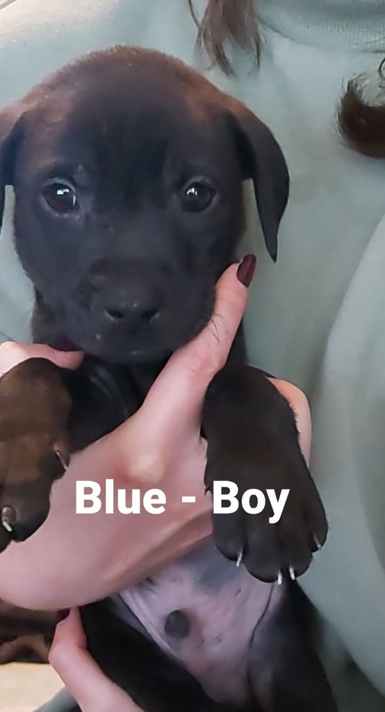 Lab Cross Puppies for Sale