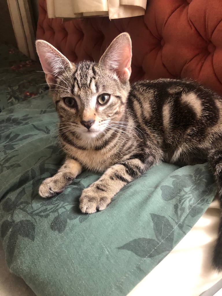 Bengal cross kitten male 