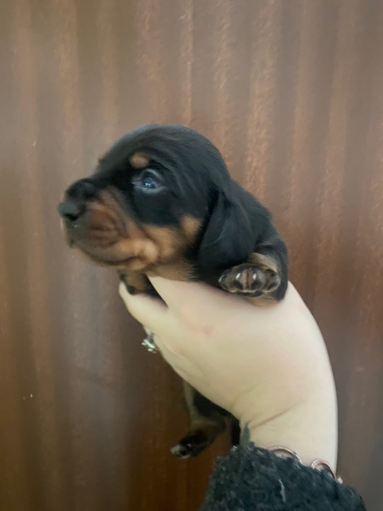 3 male miniature dachshunds