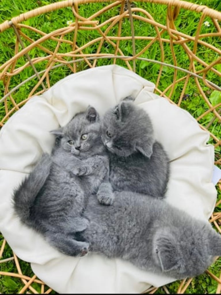 British shorthair kittens 
