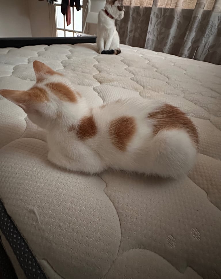 Kitten 