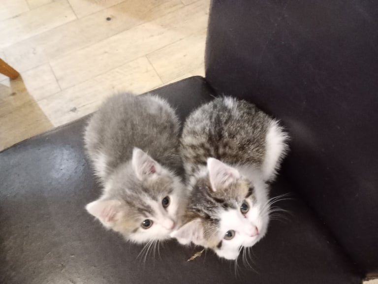 Three stunning kittens available this weekend 