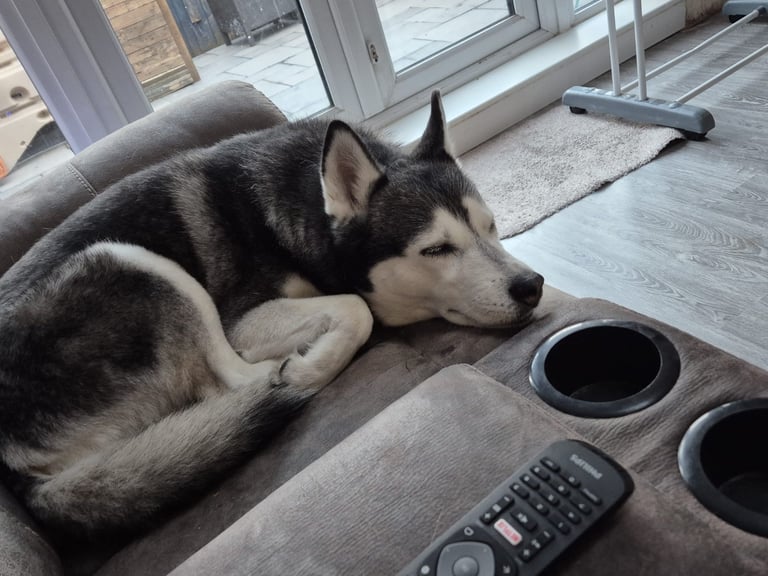 Siberian husky 