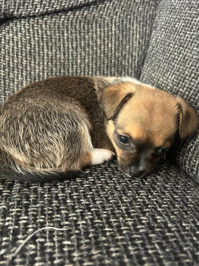 3/4 Chihuahua 1/4 Jack Russell Puppies for sale