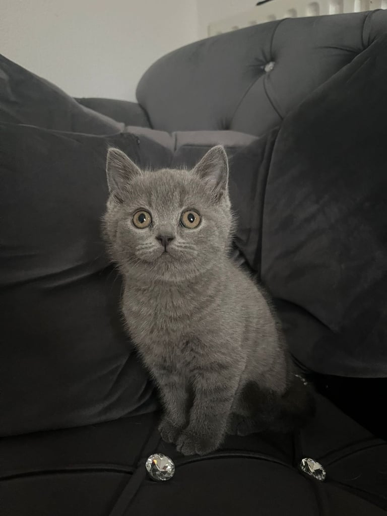 British short hair kitten
