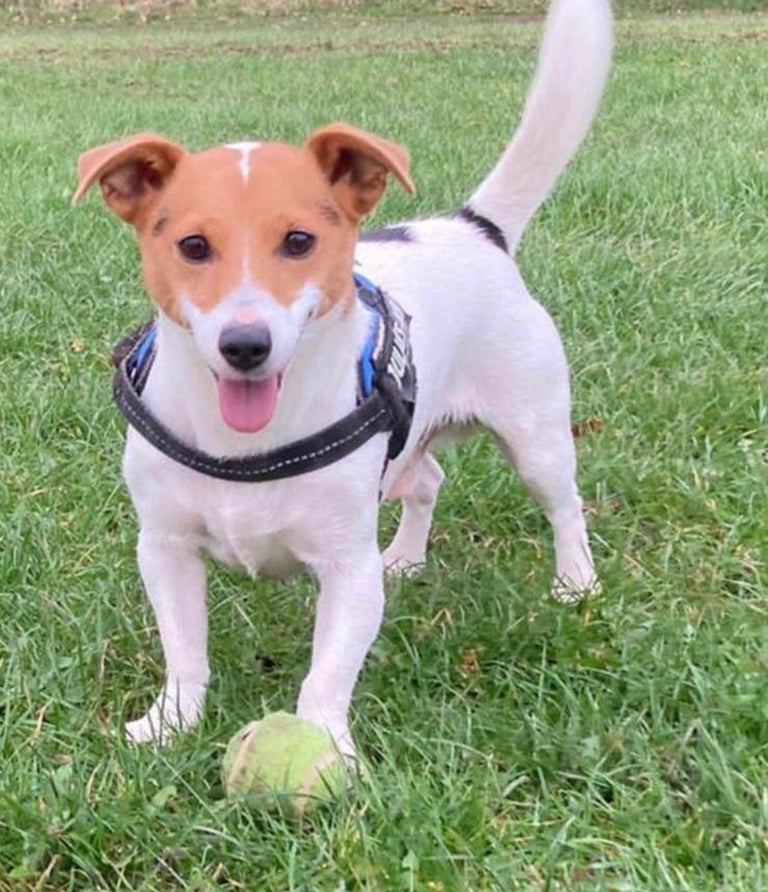 First litter of 7 Jack Russel puppies