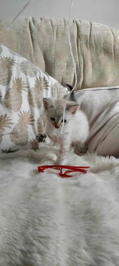 Maine coon cream kittens 