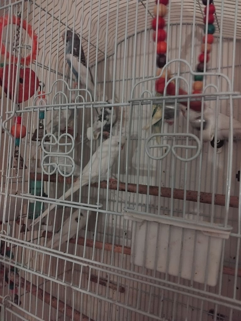Budgies