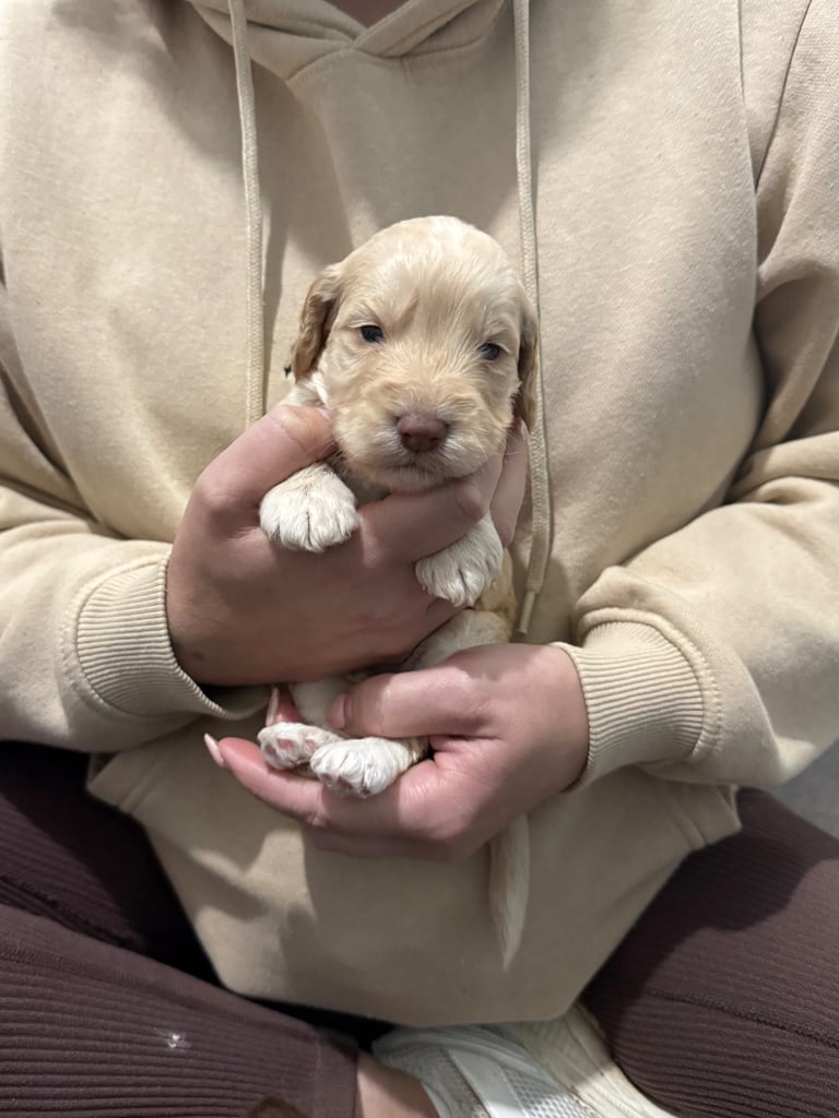 image for F1 Cockapoo’s