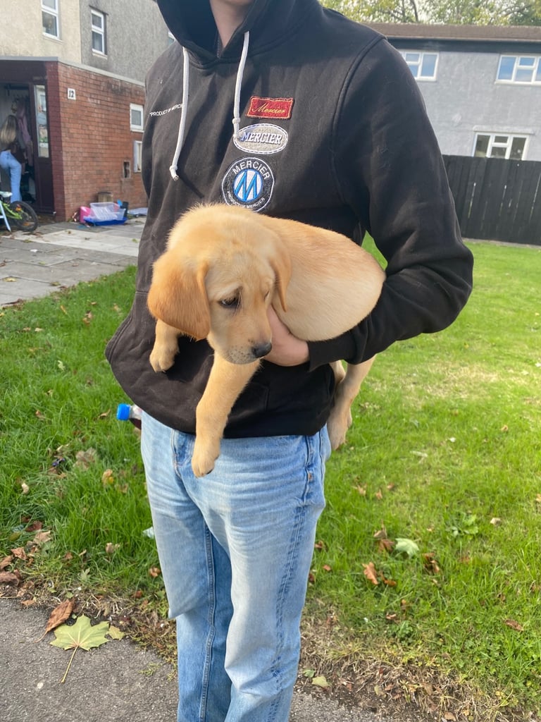 READY NOW Kc reg Labrador puppies both jabs microchip flea worm insured 