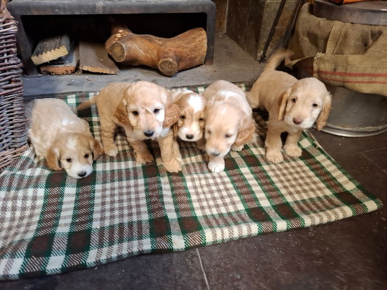 image for Beautiful Cockapoo Puppies For Sale 