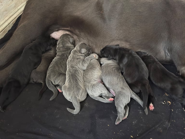 Cane Corso Puppies — Family Raised — Ready in December 