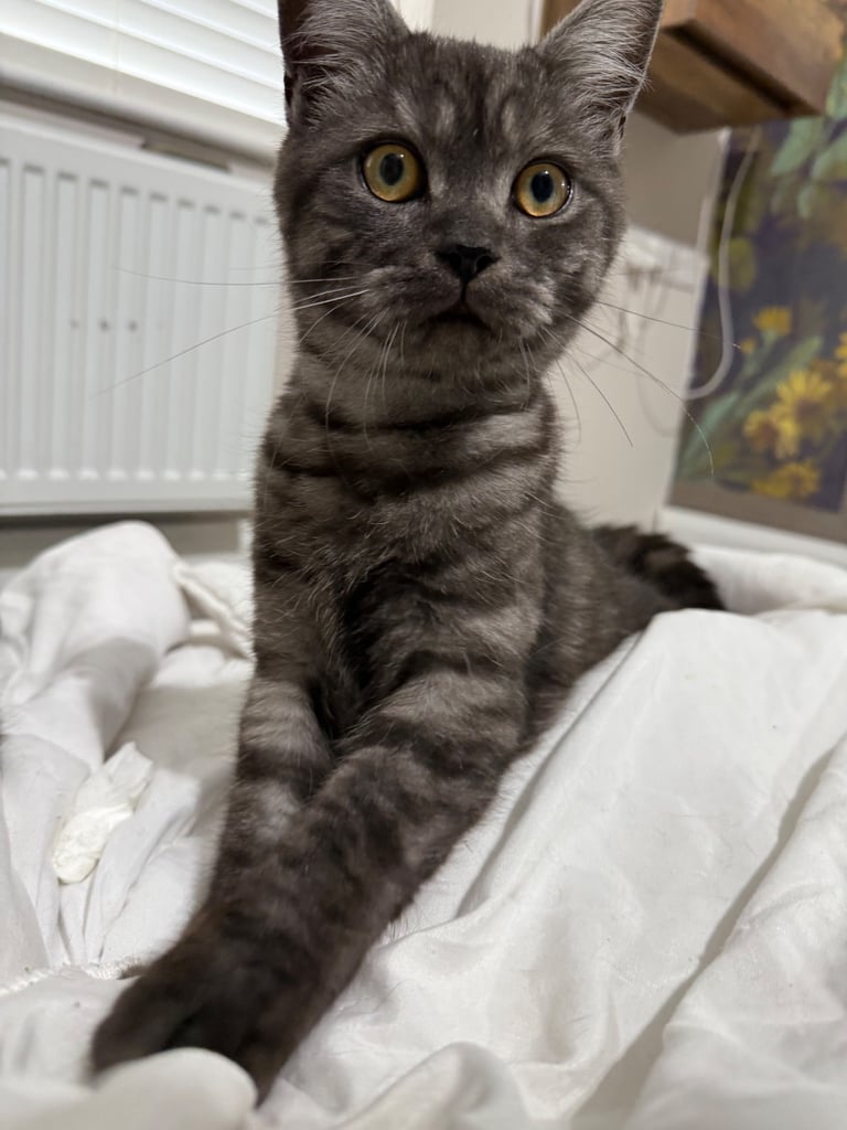 6 month old kitten 
