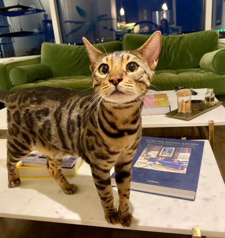 Tabby x Bengal 8 week old cute kitten READY TO LEAVE 🏡