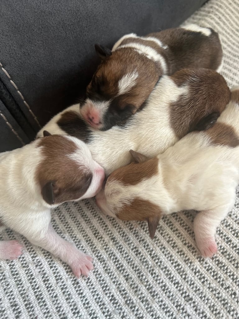 Jack Russell puppies