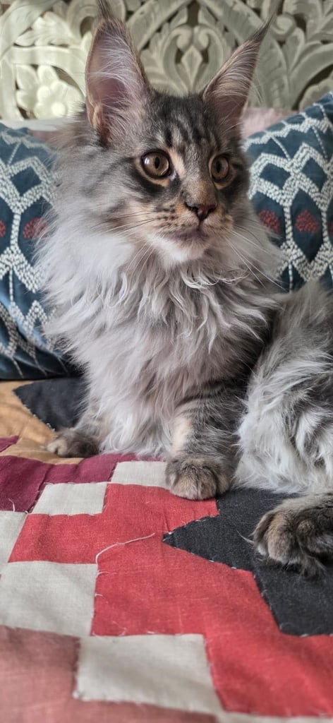 Maine Coon kittens all male 