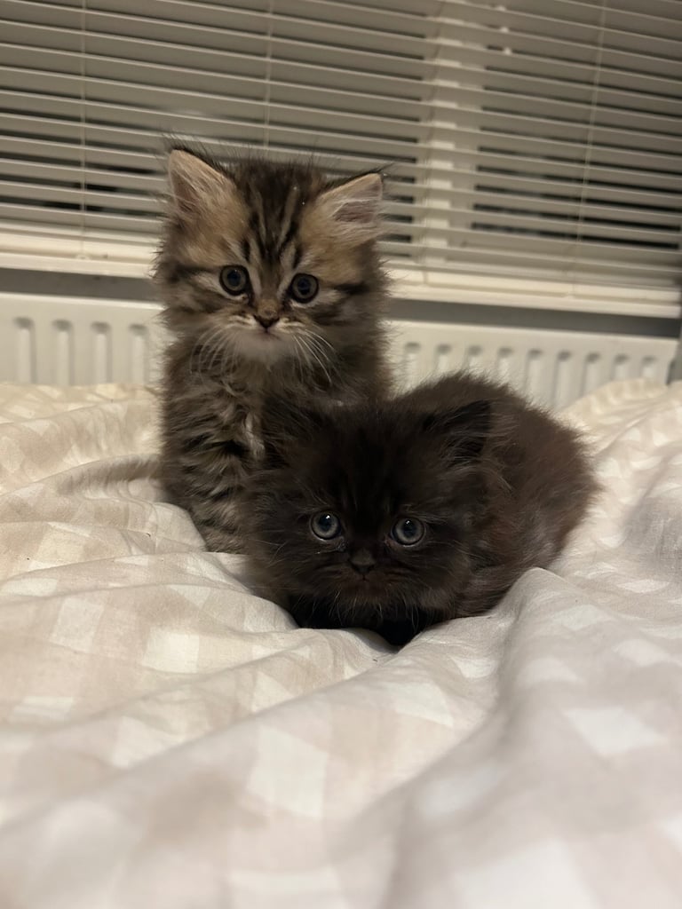 Male half Persian Kittens