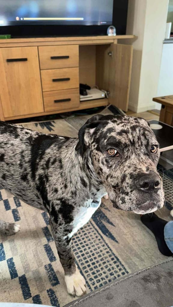 Loving dog needs rehoming