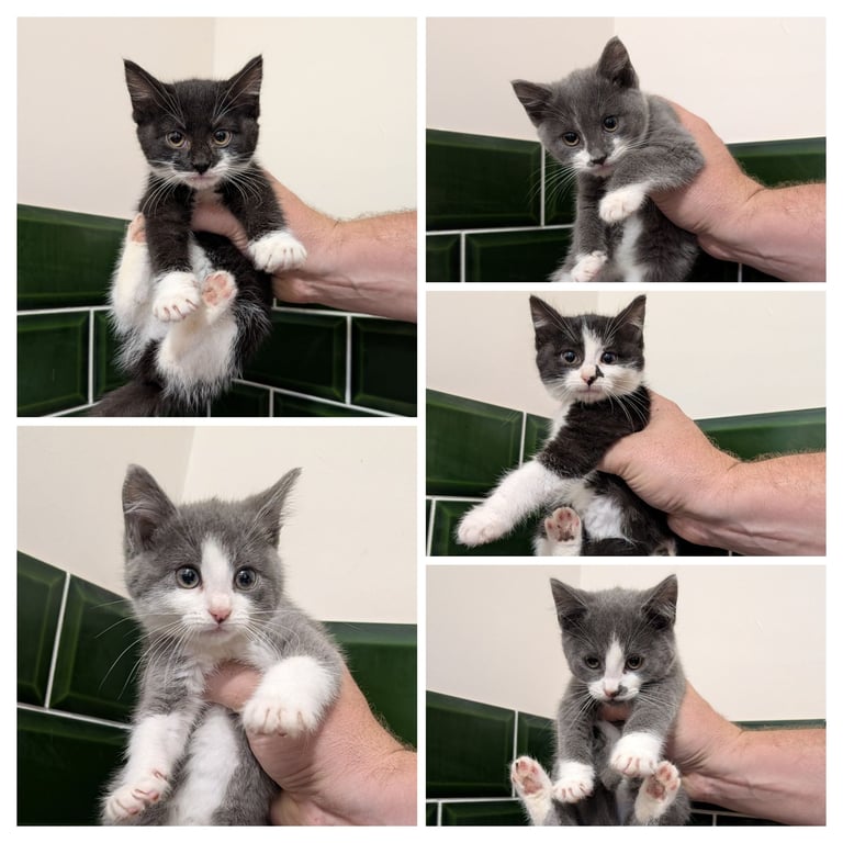 5 Kittens available now.