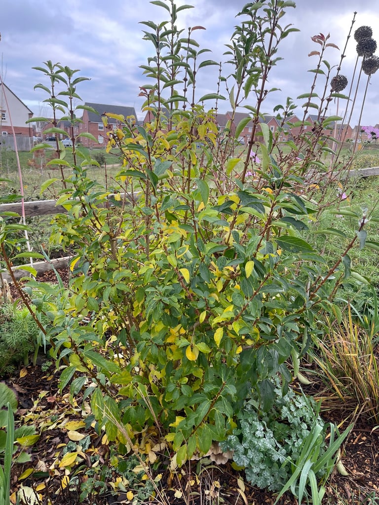 image for 2x 6 year old forsythia 
