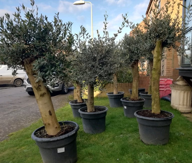 OLIVE TREES For SALE