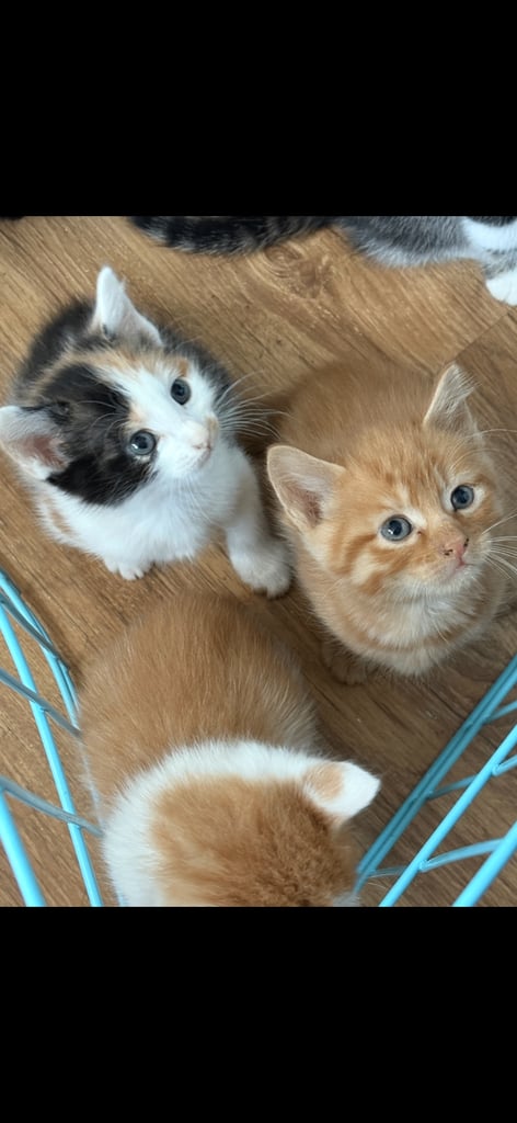 6 kittens looking for there forever homes 